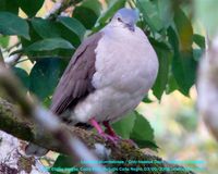 Gray-headed Dove - Leptotila plumbeiceps