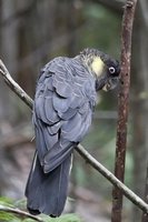 Yellow-tailed Black-Cockatoo - Calyptorhynchus funereus