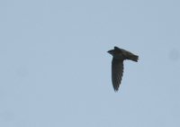 Chimney Swift - Chaetura pelagica