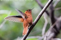 Juan Fernandez Firecrown - Sephanoides fernandensis