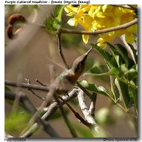 Purple-collared Woodstar - Myrtis fanny