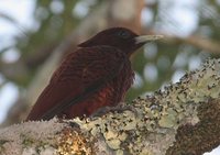 Scaly-breasted Woodpecker - Celeus grammicus