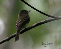 Euler's Flycatcher - Lathrotriccus euleri