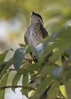 Piratic Flycatcher - Legatus leucophaius