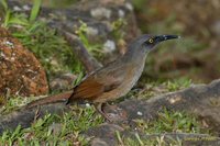 Brown Trembler - Cinclocerthia ruficauda