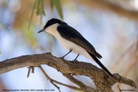 Restless Flycatcher - Myiagra inquieta