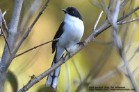 Black-backed Sibia - Heterophasia melanoleuca