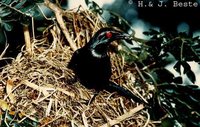 Metallic Starling - Aplonis metallica