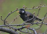 White-cheeked Starling - Sturnus cineraceus