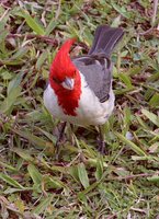 Red-crested Cardinal - Paroaria coronata