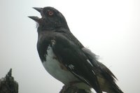 Eastern Towhee - Pipilo erythrophthalmus