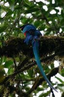 Resplendent Quetzal