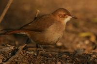 *NEW* Rufous Hornero