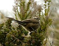 Andean tit-spinetail