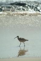 Whimbrel