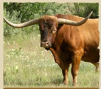 A Real Texas Longhorn!