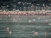 Greater Flamingo (Större flamingo) - Phoenicopterus ruber - Lesser Flamingo (Mindre flamingo) - ...