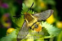 Narrow bordered Bee Hawk moth ( Hemaris tityus ) , fam . hawk moths stock photo