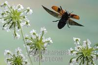 leaf beetle ( Clytra laeviuscula ) stock photo