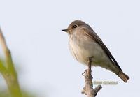 Dark-sided flycatcher C20D 03929.jpg