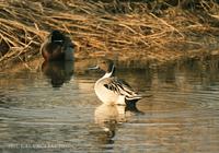 고방오리  Pintail Anas acuta