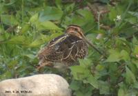 Common Snipe Gallinago gallinago 꺅도요