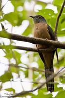 Brush Cuckoo (adult)