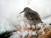 Purple Sandpiper (Calidris maritima)