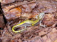 : Ambystoma macrodactylum; Long-toed Salamander