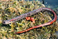 : Batrachoseps attenuatus; California Slender Salamander