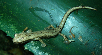 : Bolitoglossa helmrichi