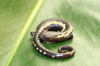 : Bolitoglossa odonnelli