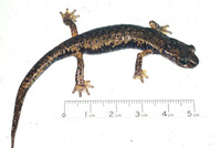 : Hydromantes italicus; Italian Cave Salamander