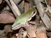 : Hyla chinensis