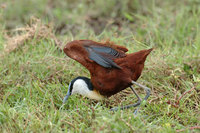 : Actophilornis africanus; African Jacana