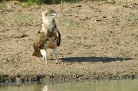 : Circaetus pectoralis; Black-breasted Snake-eagle