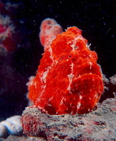 : Antennarius coccineus; Anglerfish