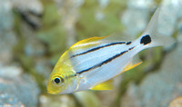 : Anisotremus virginicus; Porkfish