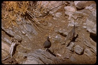 : Oreortyx pictus; Mountain Quail