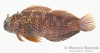 : Cirripectes fuscoguttatus