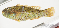 : Leptoscarus vaigiensis