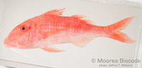 : Parupeneus sp.