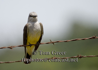 : Tyrannus verticalis; Western Kingbird