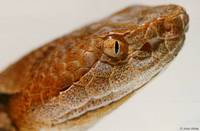 : Agkistrodon contortrix mokason; Northern Copperhead (head Close-up)