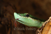 : Phylodrias baroni; Baron's Green Racer