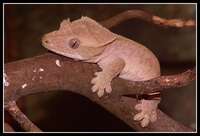 : Rhacodactylus ciliatus