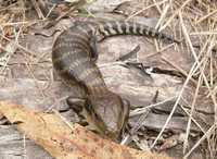 : Tiliqua scincoides; Eastern Bluetongue