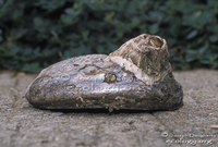 : Balanus nubilis; Giant Acorn Barnacle;