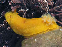 : Doriopsilla albopunctata; White-spotted Porostome