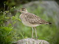 쇠부리도요 Numenius minutus / little whimbrel